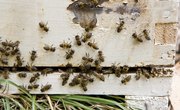How to Clean Bee Hives