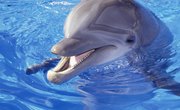 What Is a Dolphin's Life Span?