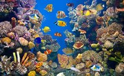 Definition of an Aquatic Ecosystem