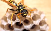 How to Identify Hornets & Wasps in Tennessee