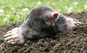 Difference Between a Mole & a Shrew