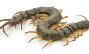 Life Cycle of a Centipede