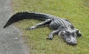 How to Tell the Difference Between Alligators and Crocodiles