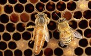 What Happens when a Queen Bee Dies?