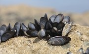 How to Use Mussels As Fishing Bait