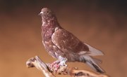 Differences Between Passenger Pigeons & Carrier Pigeons