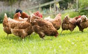 How to Start a Chicken Farm Business