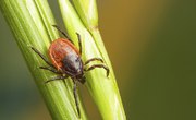 What Purpose Do Ticks Serve in the Ecosystem?