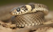 What Is the Importance of Snakes in the Ecosystem?