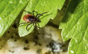 How Does a Tick Reproduce?
