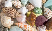 How Are Seashells Formed?