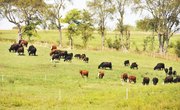 Types of Grass for Cattle Grazing