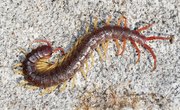 Habitats of Centipedes