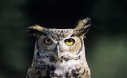 What Kind of Sound Does an Owl Make at Night?