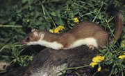 The Signs of Weasels