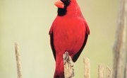 Characteristics of Birds for Kids