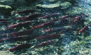 Why Do Salmon & Other Fish Swim Upstream?