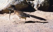 How to Attract Roadrunners