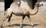 What Is the Natural Habitat of Camels?