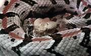 Types of Snakes in Delaware