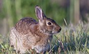 What Kind of Animals Are in Texas' North Central Plains Region?