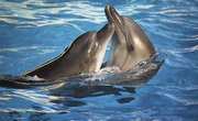 What Are the Dolphin's Body Parts?
