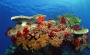 What Is the Difference Between LPS and SPS Corals?