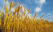 What Are the Six Stages of the Life Cycle of a Wheat Plant?