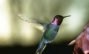 The Hummingbird Migration in Arizona