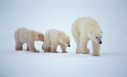 Activities Regarding the Arctic Zone for Preschoolers