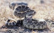 Snakes of Northwest Arizona