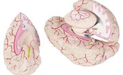 Types of Nerves in the Human Body