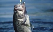 Information on Fishing on Hammertown Lake in Jackson, Ohio