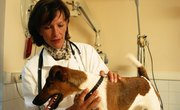 As a Tenth Grader, Should I Double Up on Math to Help Me Become a Vet?