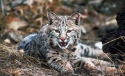 The Ecosystem of Bobcats