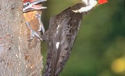 How to Attract Pileated Woodpeckers With Suet on the Side of a Tree