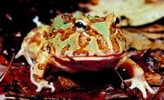 What Is a Horned Frog?