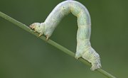 Inchworm Life Cycle