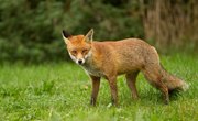 What Animals Will Fox Urine Repel?