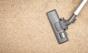 The Difference Between Carpet Bugs & Bed Bugs