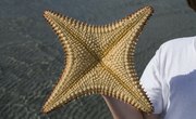 What Are the Functions of the Ampulla on a Starfish?