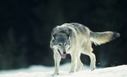 What Adaptations Do Wolves Have?
