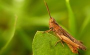 List of Jumping Insects