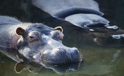 In What Climate Does a Hippo Live?