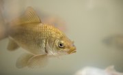 How to Make an Ecosystem in a Bottle With Fish & Plants