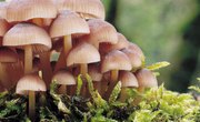 What Kind of Environment Do Fungi Like?