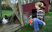 Does Laying Mash Help Hens Produce More Eggs?