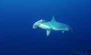 How Does a Hammerhead Shark Protect Itself?