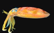 What Is a Squid's Role in the Ecosystem?