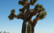 What Is the Humidity of the Mojave Desert?